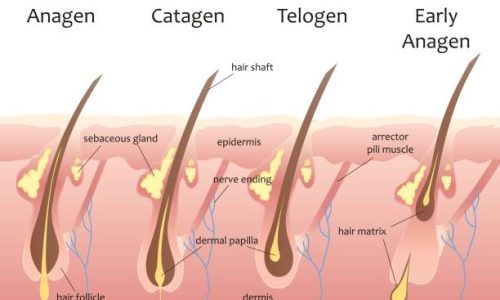 Cycle pilaire avec la phase anagène, catagène et télogène.